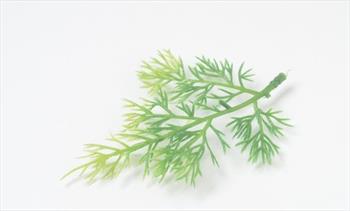 Ветка туи В43