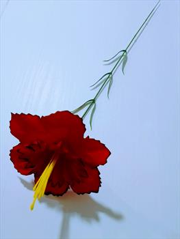 Одиночный бархатный нарцисс ОД19