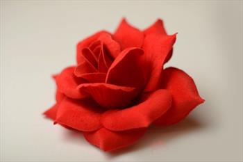 Голова розы бархатной Г08