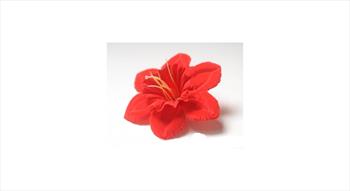 Слои нарцисса  Г11