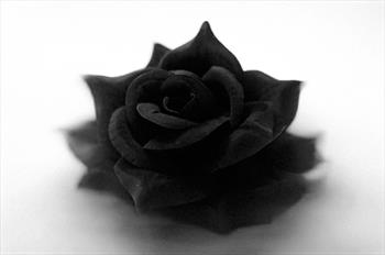 Голова розы Г79