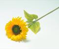 Одиночный подсолнух ОД09