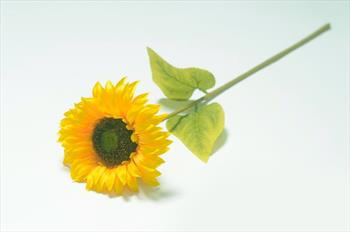 Одиночный подсолнух ОД09