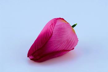 Голова тюльпана Г04