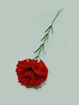 Одиночная баохатная гвоздика ОД46