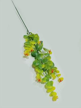 Одиночная ветка эвкалипта с цветами В01