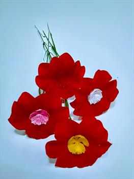 Одиночный анемон ОД06