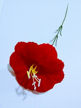 Одиночный бархатный анемон ОД03