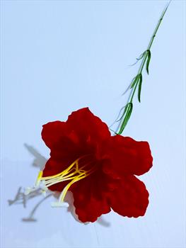 Одиночный нарцисс ОД47