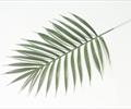 Лист пальмы Л65