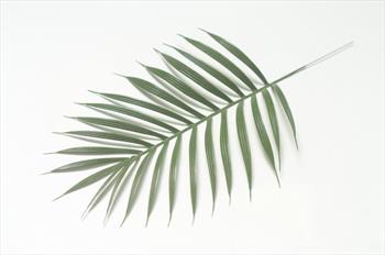 Лист пальмы Л65