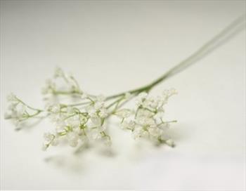 Ветка гипсофила В01